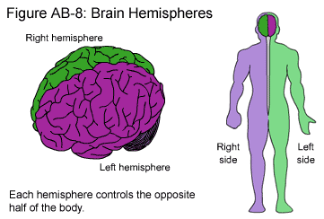brain-hemispheres